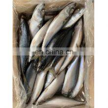 Frozen Mackerel Fish Frozen Pacific Mackerel Fish Price Whole Round thumbnail-3