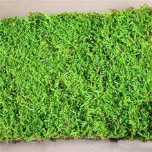 Wholesale Natural Green Flat Preserved Sheet Moss For Wall Decoration