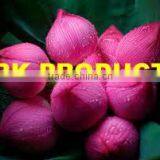 Natural And Pure Lotus Oil ( Pink )
