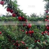 Tianshui Kairui Trade Co., Ltd. company overview - view 1 thumbnail