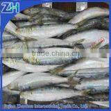 Frozen Sardine Fish for Bait thumbnail-1