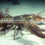 Live Canadian Lobster thumbnail-1