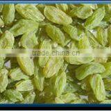 Green Raisin thumbnail-1