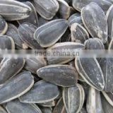 Fashionable Chinese Roasted Salted Sunflower Seeds