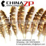 No.1 Supplier CHINAZP Top Selling 20-25cm Length Natural Reeves Venery Wing Pheasant Feathers for Decorations thumbnail-4