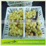 Leon Series Plastic Chick Crate for Sale thumbnail-2