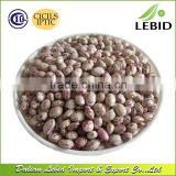 Wholesale Dried Light Speckled Kidney Beans High Quality
