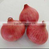 Red Onion thumbnail-4