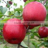 Fresh Type Fuji Apple