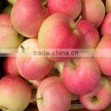 Fresh Fruit Chinese Gala Apple thumbnail-3
