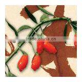 GOJI 2015 thumbnail-3