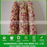 MCO03 Xin Early Maturity Mix Waxy Corn Seeds, Hybrid Corn Seeds for Planting thumbnail-1