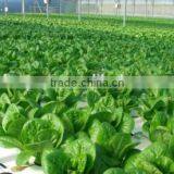 High Quality NFT Hydroponic Channels thumbnail-1