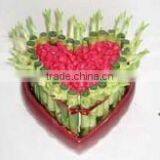 Lucky Bamboo ( Dracaena Sanderiana) Heart Shape thumbnail-5