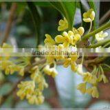 Osmanthus Absolute - Flavoring Agents thumbnail-1