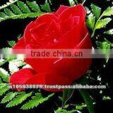 Pure Indian Organic Rose Oil thumbnail-1