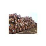 Roko Lumber , Bubinga Lumber , Teak Lumber,tali,azobe,sipon,iroko,sappeli,dossies and Other Lumber Woods and Square and Round Logs thumbnail-1