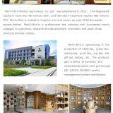 Merlin Bird Modern Agriculture Co.,Ltd. company overview - view 1 thumbnail
