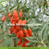 Factory Supply Nutrition Dried Chinese Wolfberry thumbnail-2