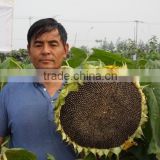 planting hybrid f1 best sunflower seed