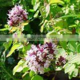 Oregano Oil (Origanum Vulgare) thumbnail-6