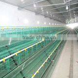 Commerial Automatic Chicken Cage thumbnail-3