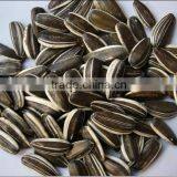 Chinese Fresh Sunflower Seed 5009 Hot Sale thumbnail-4