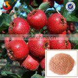 Freeze Dried Hawthorn Berry Powder Herbal Fruit Powder thumbnail-2