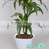 2016 Hot Sale Self-watering Planter,fashion Style Cheap Outdoor Living Plastic Planting Pots,grand Flower Pot thumbnail-5