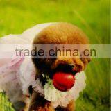 EVA Foam Dog Pet Products Pet Toy Pet Balls