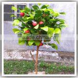 CHINA Manufactorturers Supplying High Quatily Apple Christmas Tree Ornaments Apple Tree thumbnail-4