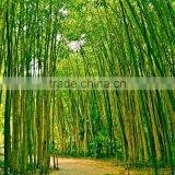 Bamboo Skewer Bamboo Sticks Bamboo Incense High Quality Low Price thumbnail-1