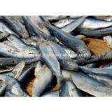 Dried Herring High Quatity From Viet Nam thumbnail-2
