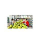 Fresh Pomelo Fruit thumbnail-1