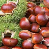 Organic Chestnut Chinese Exports Fresh Delicious Chestnut Price Premium Low Price Fresh Chestnut