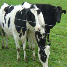 HTB1arLcaoLrK1Rjy1zb763enFXab