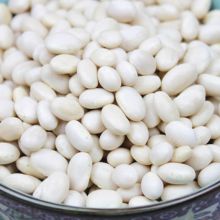 Pearl Bean/White Kidney Bean/White Beans