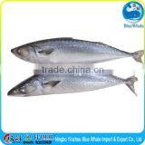 100-200g 200-300g 300-500g 400-600g Scomber Japonicus