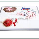 Nephron, Renal Corpuscle Model Demonstration Teaching Biological Science Instruments for Middle School Students thumbnail-3