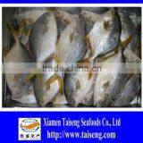 400-600g Golden Pompano Frozen Golden Pomfret thumbnail-2