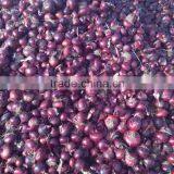 EGYPTION ONION Farm Fresh Shallot Onions  Super Quality  With Great Price Promotion thumbnail-6