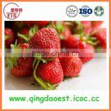 15-25 mm All Stars Best Quality Whole Fresh Strawberry thumbnail-5