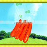 Supply Good Quality Fresh Red Carrot(new) thumbnail-1