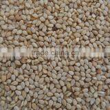 Sesame Seeds-Natural