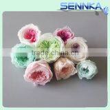Luxurious Pink Color Austin Rose Preserved FlowerJapen Austin Roses thumbnail-5