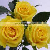Best Sales and Beautifual Fresh Cut Flowers in thumbnail-4