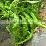 Low Price F1 Hybrid Precocious Horn Shaped Green Chill Seeds for Greenhouse thumbnail-2