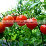 Tomato Multiple Layer Continuous Type Mesh Belt Dryer thumbnail-6