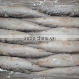 Frozen Grey Mullet With Cheap Price thumbnail-1