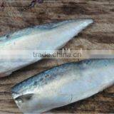 IQF Spanish Mackerel Fillet,Skin on ,Cutted thumbnail-1